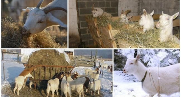 Kolik sena potřebuje koza na zimu, výpočet sazby za den a rok, pravidla skladování